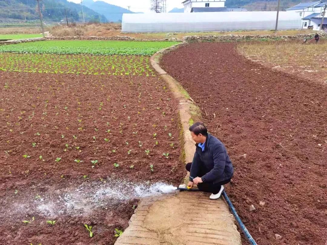 新蒲新區(qū)喇叭鎮(zhèn)蔬菜基地項目順利通過驗收